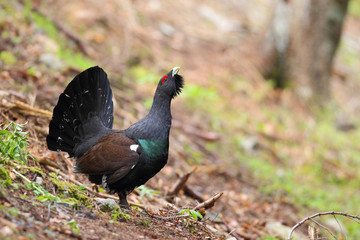 Capercaillie - Mating ritual