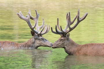 Deux cerfs élaphes se rafraîchissant dans un étang