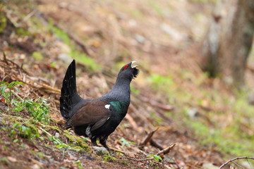 Capercaillie - Mating ritual
