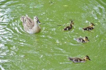 カルガモの親子