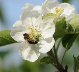 Honigbiene auf Apfelbl&uuml;te