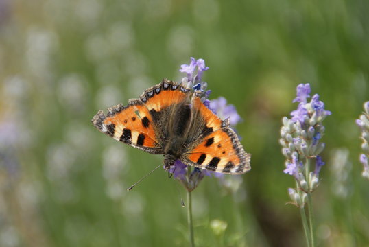 Schmetterling Tigerauge