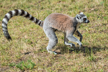 Portrait of ring-tailed Madagascar lemur at smooth background