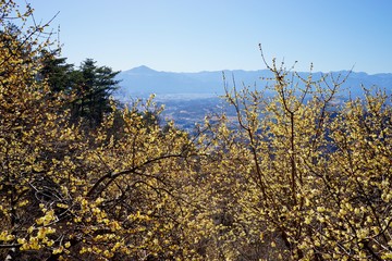 ロウバイと秩父連峰