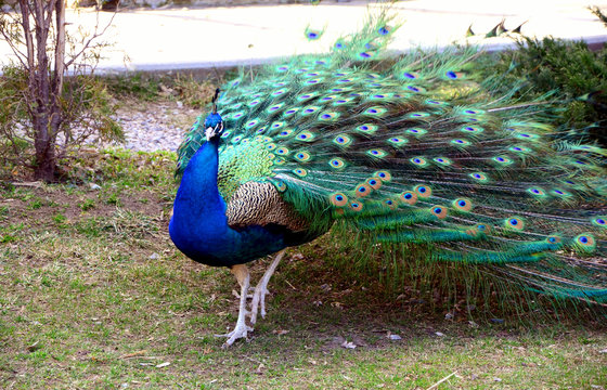 Bird of peacock
