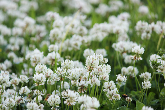 A clearing of a white clover Trifolium repens