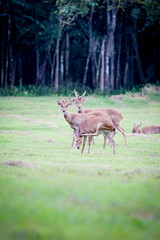 deer in the nature with dramatic tone