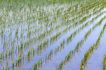 水田の風景 / 夏の北海道