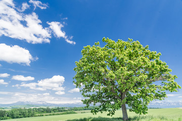 Fototapeta premium セブンスターの木 / 丘の風景 北海道美瑛町 