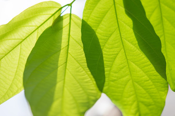 Obraz premium Close up nature view of green leaf under sun light. Natural green plants landscape using as a background or wallpaper.
