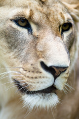 Lion detail portrait