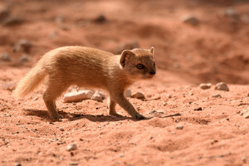Yellow Mongoose pup looking for its mother