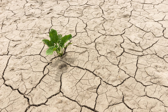 Green Plant In Dried Cracked Earth In Summer