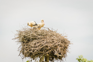 A couple of White Storks sit on a nest made on a utility pole 