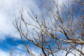 Tree with bare branches on the nature