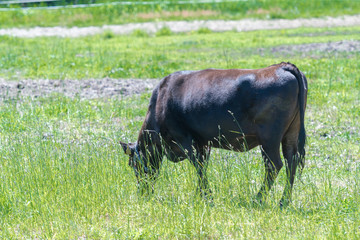 黒毛和牛 / 北海道の牧場