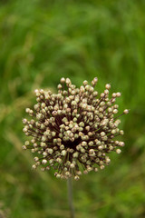 Yorktown Onion after bloom