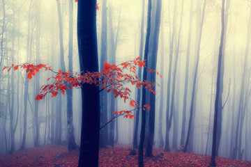 Autumn foggy forest