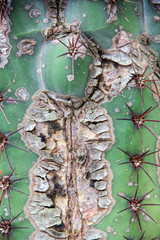 Old Wounded Cactus Trunk