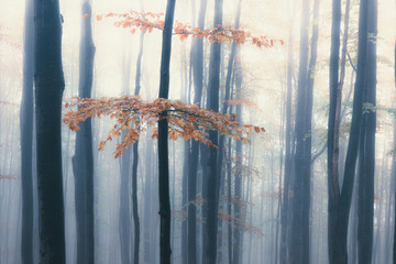 Autumn foggy forest
