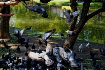 Obraz premium Cute and tame pigeons can be found in parks and temples almost anywhere in Thailand. Most tame about being able to feed with your hands
