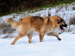 Shepherd of the caucasus dog portrait