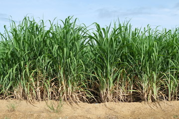 Sugarcane