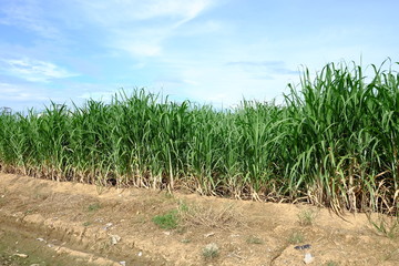Fototapeta na wymiar Sugarcane