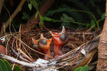 Fototapeta premium close up of three newborn baby bird in nest