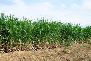 Sugarcane