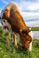 A cow grazes on a green meadow near a lake