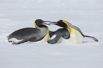 Fototapeta na wymiar Two king penguins have fun