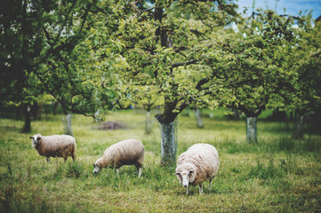 Sheep grazing in spring garden, matte image