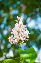 Blooming pale pink Syringa josikaea, the Hungarian lilac
