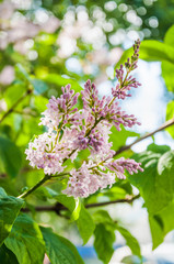 Blooming pale pink Syringa josikaea, the Hungarian lilac