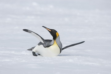 Fototapeta na wymiar King penguin stretching on South Georgia Island