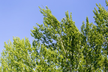 Fototapeta premium Tree with green leaves against the blue sky