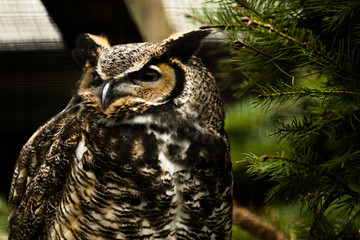 owl