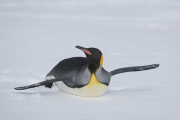 King penguin scoots on belly © willtu