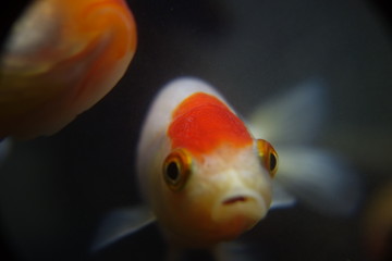 アクアリウム　らんちゅう　金魚