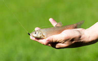 Fish caught on the hook