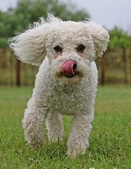 kleiner weißer pudel in Bewegung