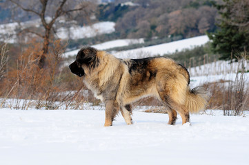 Shepherd of the caucasus dog portrait