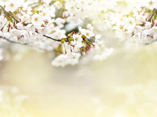 Beautiful cherry blossom