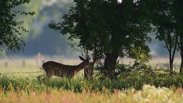 Rehbock verfegt Strauch, Juni