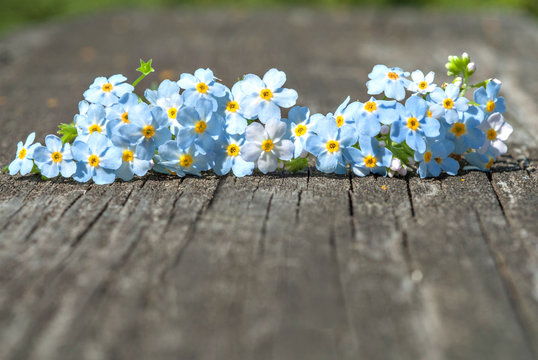 Fototapeta forget-me-not on gray wooden background/ little blue forget-me-not flowers on a gray wooden background