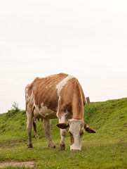 Fototapeta na wymiar close up of female cow in a field eating and grazing relaxing in spring overcast drab weather little light and no people milk cows roaming meadow farmland uk england essex