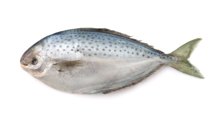 Fresh pampanito fish