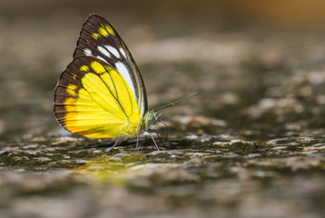 Beauty butterfly resting on ground