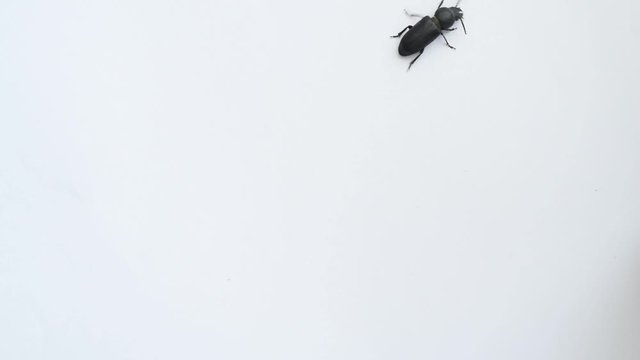 Closeup of black beetle crawling on white background